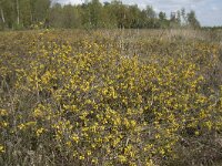 Genista anglica 53, Stekelbrem, Saxifraga-Willem van Kruijsbergen