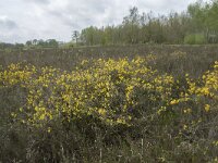 Genista anglica 54, Stekelbrem, Saxifraga-Willem van Kruijsbergen