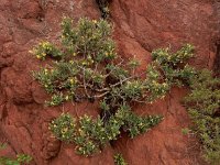 Genista canariensis 1, Saxifraga-Ed Stikvoort