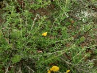 Genista canariensis 5, Saxifraga-Ed Stikvoort