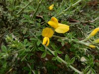 Genista canariensis 7, Saxifraga-Ed Stikvoort