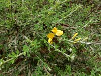 Genista canariensis 8, Saxifraga-Ed Stikvoort