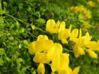 Genista canariensis 9, Saxifraga-Rutger Barendse