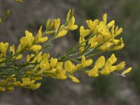 Genista cinerea 10, Saxifraga-Willem van Kruijsbergen