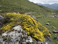 Genista legionensis 14, Saxifraga-Willem van Kruijsbergen