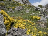 Genista legionensis 15, Saxifraga-Willem van Kruijsbergen