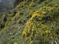 Genista legionensis 17, Saxifraga-Willem van Kruijsbergen