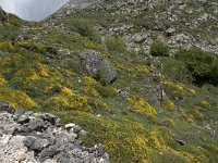 Genista legionensis 18, Saxifraga-Willem van Kruijsbergen