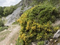 Genista legionensis 19, Saxifraga-Willem van Kruijsbergen