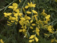 Genista legionensis 2, Saxifraga-Willem van Kruijsbergen