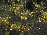 Genista legionensis 3, Saxifraga-Willem van Kruijsbergen