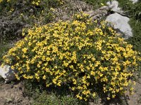 Genista legionensis 6, Saxifraga-Willem van Kruijsbergen