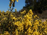 Genista pilosa 39, Kruipbrem, Saxifraga-Ed Stikvoort