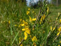 Genista pilosa 43, Kruipbrem, Saxifraga-Ed Stikvoort