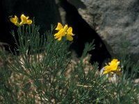 Genista radiata 14, Saxifraga-Jan van der Straaten