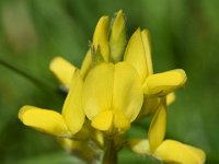 Genista sagittalis