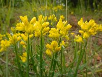 Genista sagittalis 10, Pijlbrem, Saxifraga-Ed Stikvoort