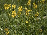 Genista sagittalis 4, Pijlbrem, Saxifraga-Willem van Kruijsbergen