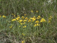 Genista sagittalis 5, Pijlbrem, Saxifraga-Willem van Kruijsbergen