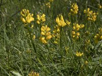 Genista sagittalis 6, Pijlbrem, Saxifraga-Willem van Kruijsbergen