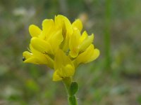 Genista sagittalis 7, Pijlbrem, Saxifraga-Ed Stikvoort : viroin2011