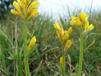 Genista sagittalis 9, Pijlbrem, Saxifraga-Ed Stikvoort : viroin2011