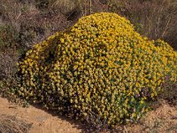 Genista triacanthos 1, Saxifraga-Piet Zomerdijk