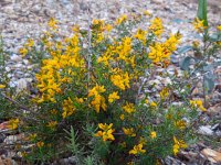 Genista triacanthos 10, Saxifraga-Ed Stikvoort