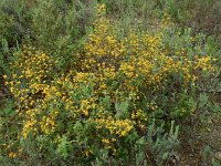 Genista triacanthos 13, Saxifraga-Ed Stikvoort