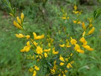 Genista triacanthos 14, Saxifraga-Ed Stikvoort