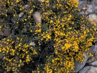 Genista triacanthos 3, Saxifraga-Jan van der Straaten