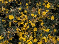 Genista triacanthos 4, Saxifraga-Jan van der Straaten