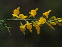 Genista triacanthos 6, Saxifraga-Willem van Kruijsbergen