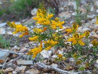 Genista triacanthos 7, Saxifraga-Ed Stikvoort