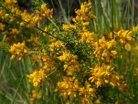 Genista triacanthos 8, Saxifraga-Ed Stikvoort