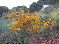 Genista triacanthos 9, Saxifraga-Ed Stikvoort