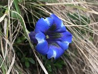 Gentiana acaulis 43, Stengelloze gentiaan, Saxifraga-Harry Jans