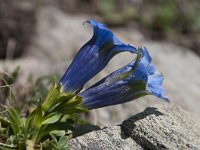 Gentiana acaulis 48, Stengelloze gentiaan, Saxifraga-Luuk Vermeer