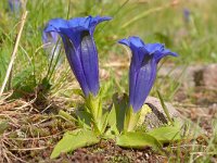 Gentiana acaulis 51, Stengelloze gentiaan, Saxifraga-Luuk Vermeer