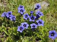 Gentiana acaulis 54, Stengelloze gentiaan, Saxifraga-Luuk Vermeer