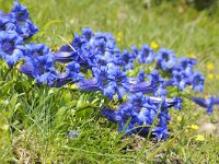 Gentiana acaulis 55, Stengelloze gentiaan, Saxifraga-Luuk Vermeer