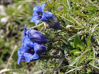 Gentiana acaulis 56, Stengelloze gentiaan, Saxifraga-Luuk Vermeer