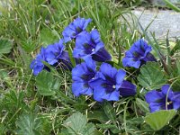 Gentiana acaulis 13, Stengelloze gentiaan, Saxifraga-Jeroen Willemsen