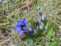 Gentiana acaulis 15, Stengelloze gentiaan, Saxifraga-Jeroen Willemsen