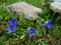 Gentiana acaulis 17, Stengelloze gentiaan, Saxifraga-Ed Stikvoort