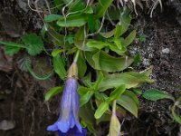 Gentiana acaulis 19, Stengelloze gentiaan, Saxifraga-Ed Stikvoort