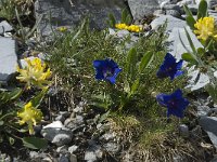 Gentiana acaulis 2, Stengelloze gentiaan, Saxifraga-Willem van Kruijsbergen