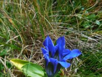 Gentiana acaulis 20, Stengelloze gentiaan, Saxifraga-Ed Stikvoort