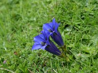 Gentiana acaulis 24, Stengelloze gentiaan, Saxifraga-Dirk Hilbers