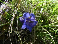 Gentiana acaulis 29, Stengelloze gentiaan, Saxifraga-Rutger Barendse